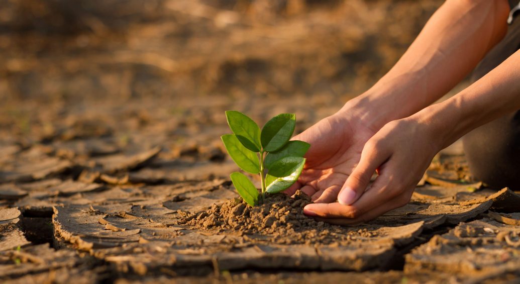 seedling growing despite climate change